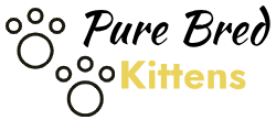 Pure Bred kittens